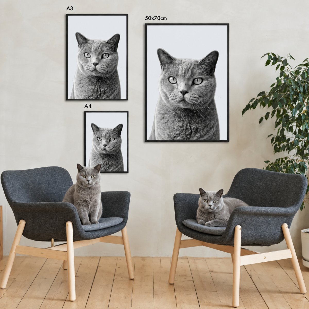 Trois portraits encadrés d'un chat tigré gris dans un intérieur moderne.