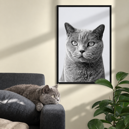 Poster personnalisé encadré avec portrait noir et blanc d'un chat gris. Chat couché sur un canapé.