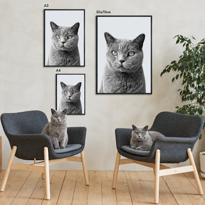 Trois portraits encadrés d'un chat tigré gris dans un intérieur moderne.