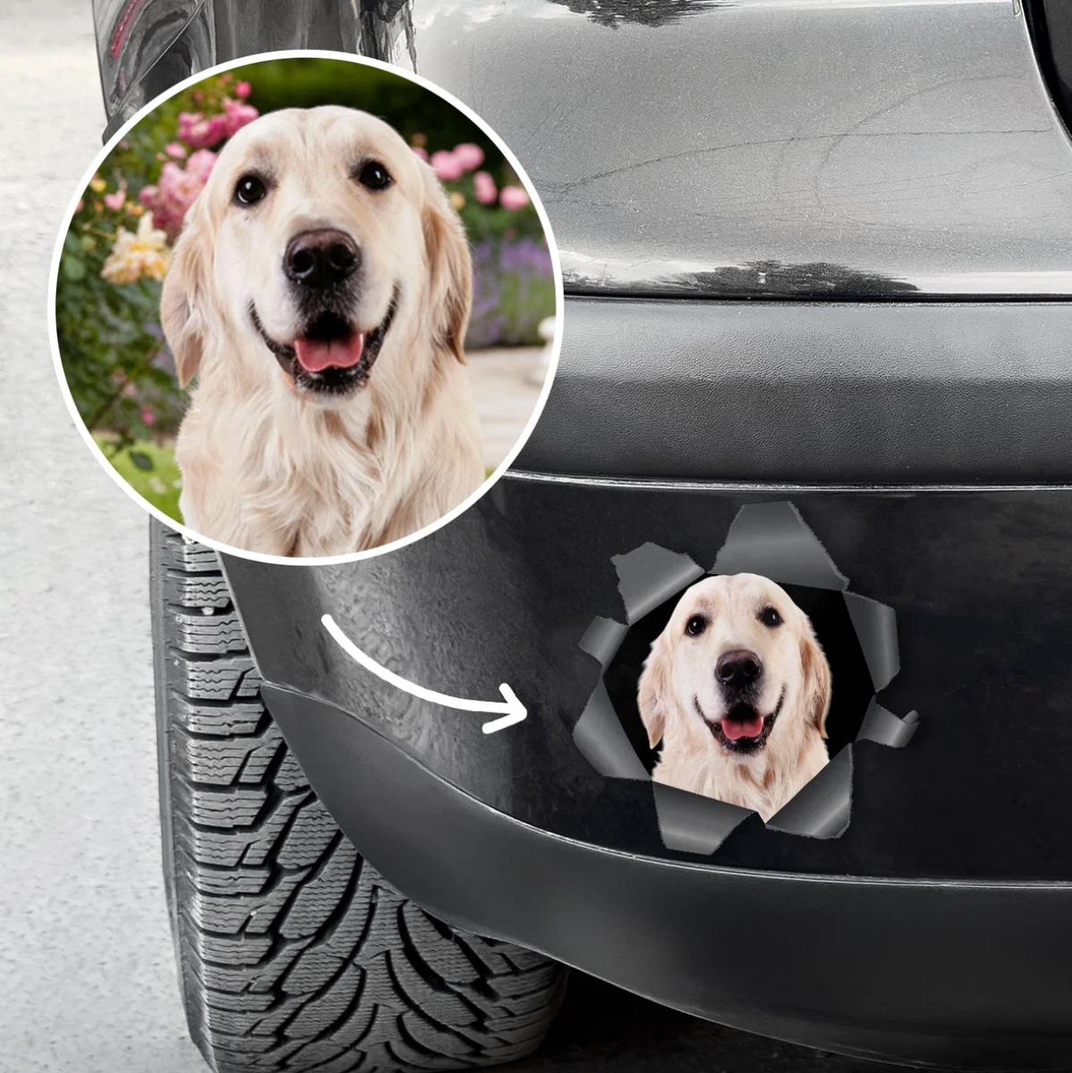 Autocollant de voiture personnalisé avec photo de chien qui regarde à travers un effet déchiré.