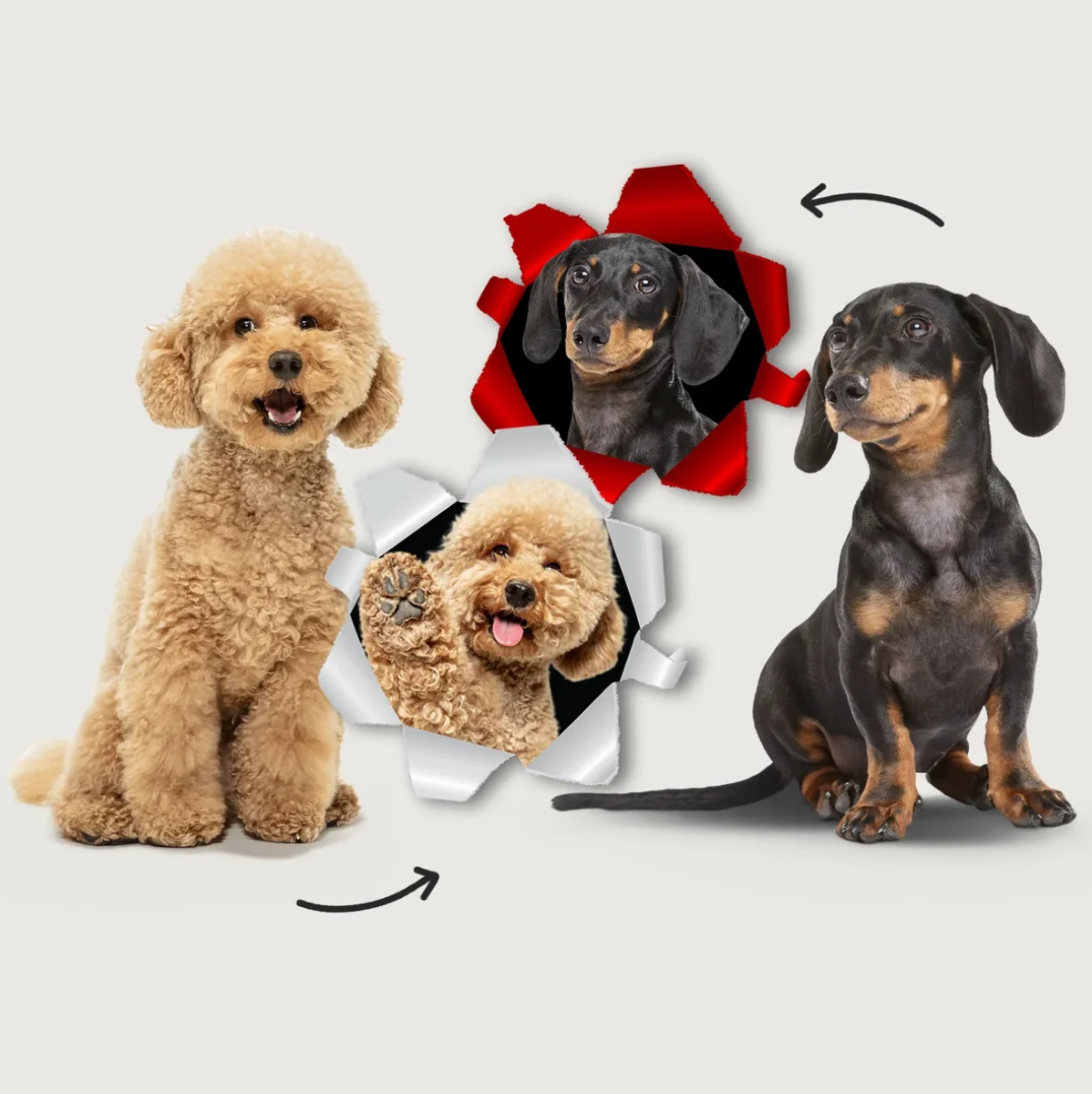 Deux chiens, un goldendoodle et un teckel, côte à côte, avec effets photo en arrière-plan.
