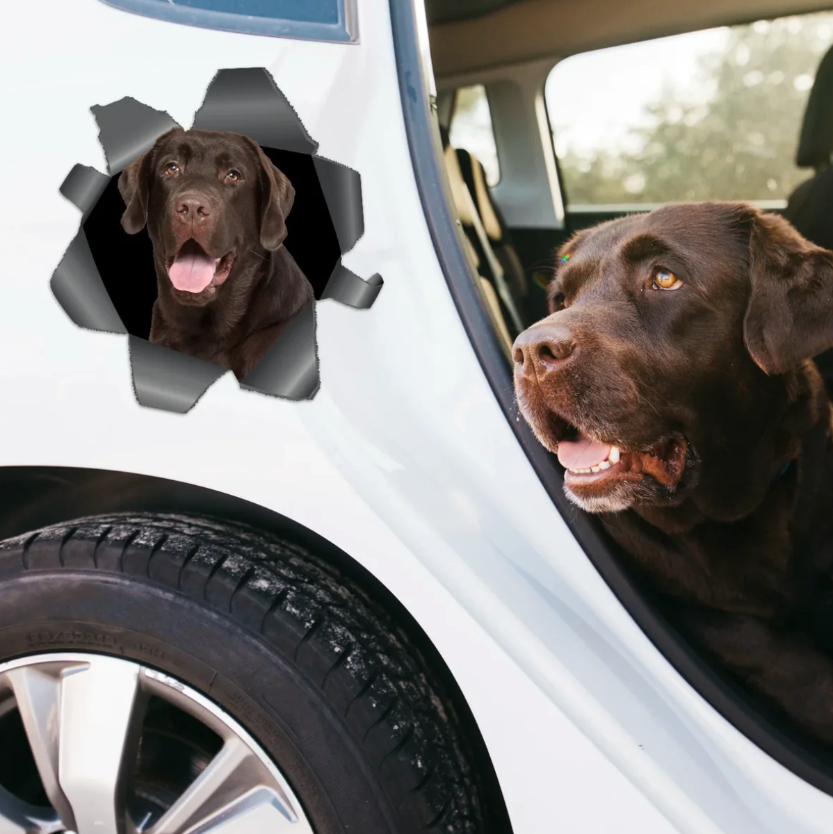 Autocollant de voiture personnalisé avec un labrador marron regardant à travers un effet déchiré.