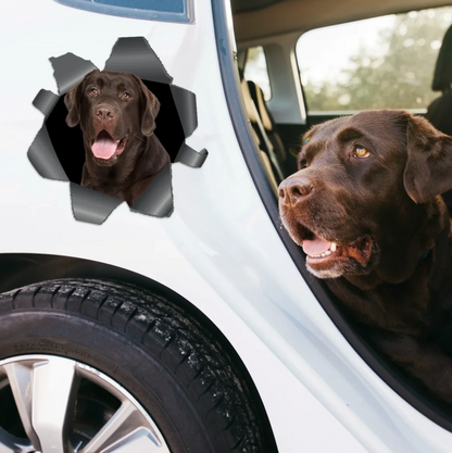 Autocollant de voiture personnalisé avec un labrador marron regardant à travers un effet déchiré.