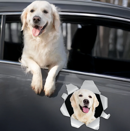 Autocollant de voiture avec un labrador regardant par une fenêtre. Gris avec image réaliste.