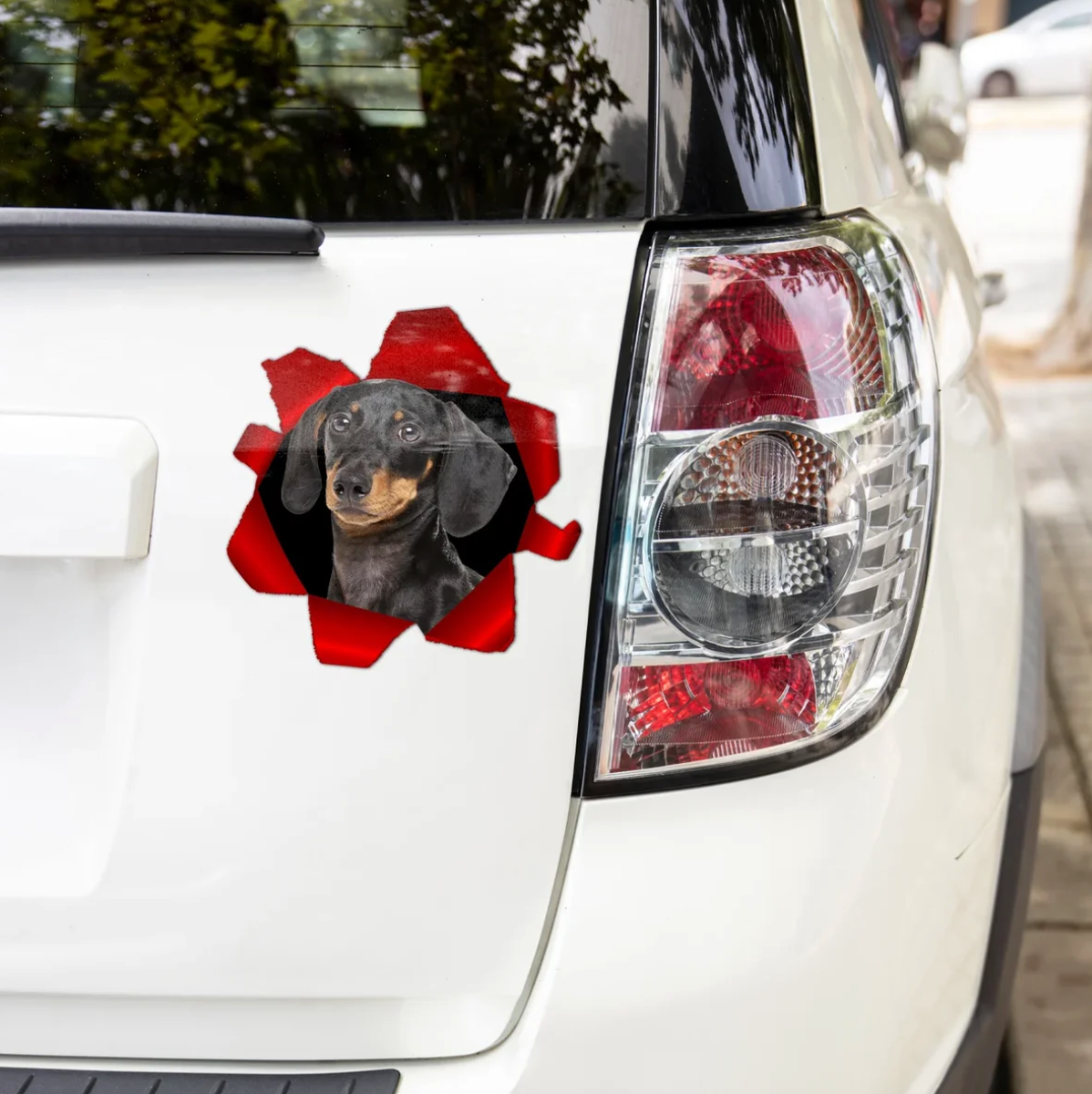Autocollant de voiture personnalisé avec un teckel qui regarde, fonds rouge et noir.