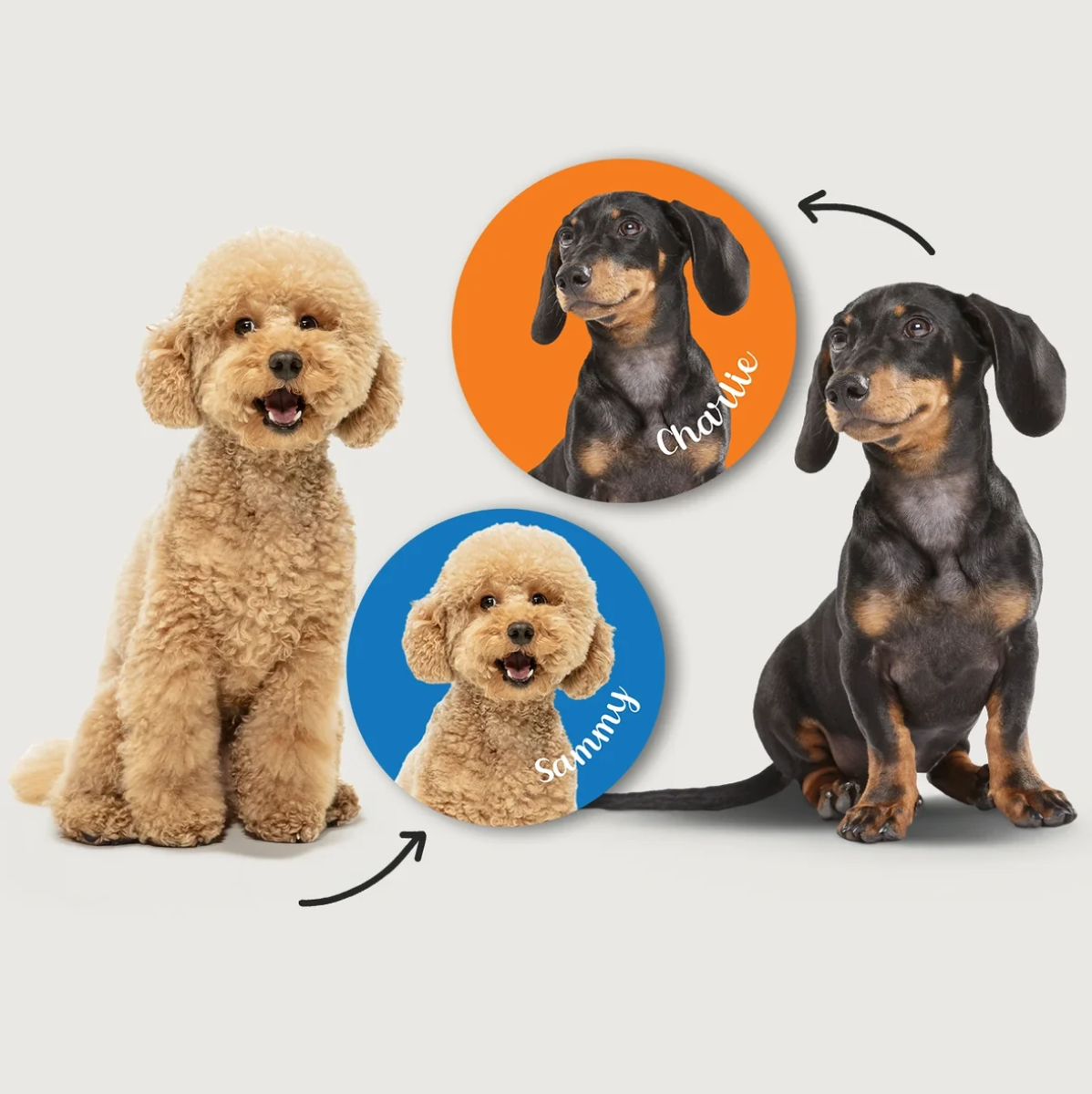 Chiens de différentes couleurs et poses, entourés d'autocollants ronds avec des noms sur fond coloré.