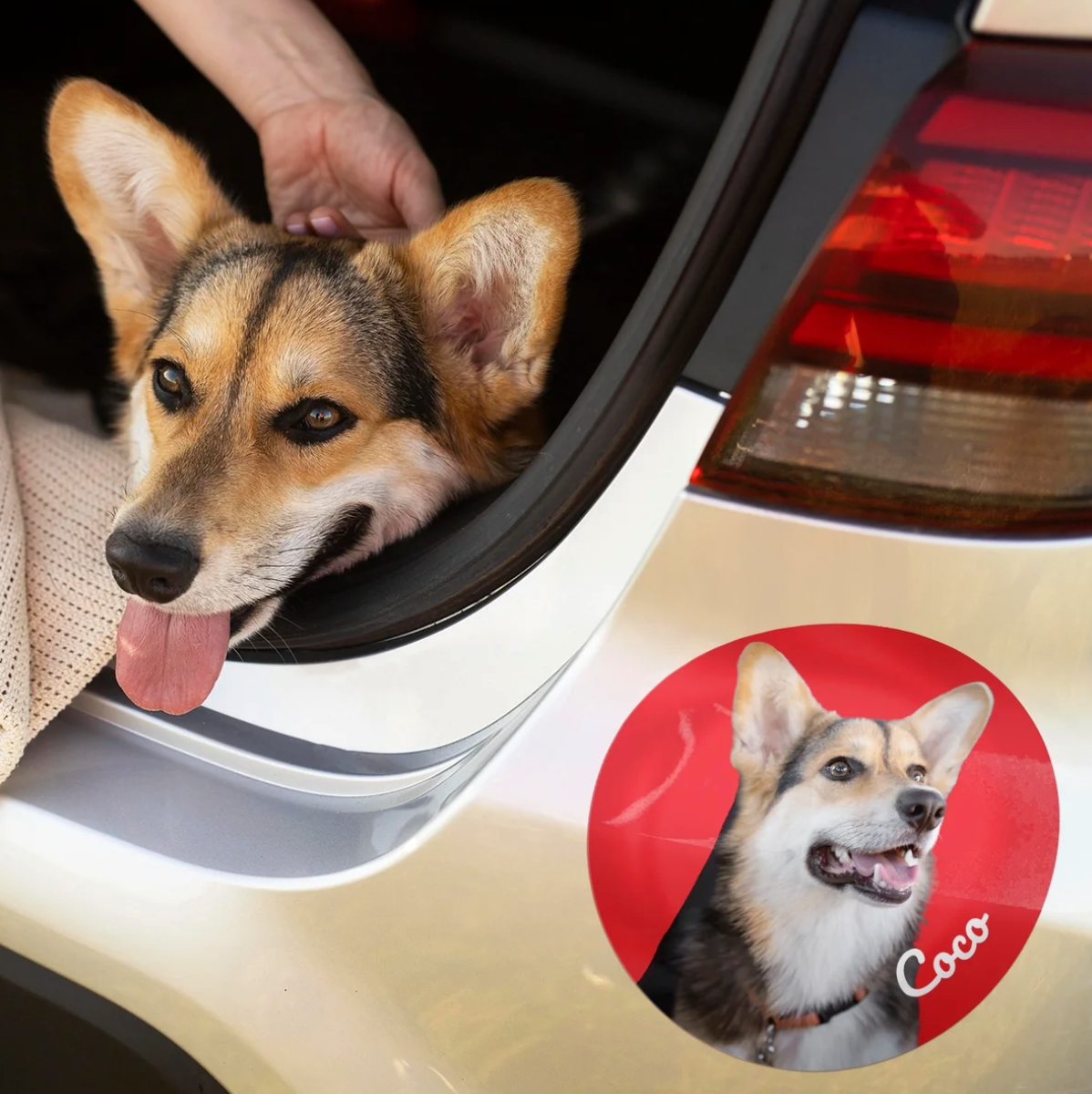 Corgi dans une voiture avec un autocollant personnalisé sur la carrosserie.