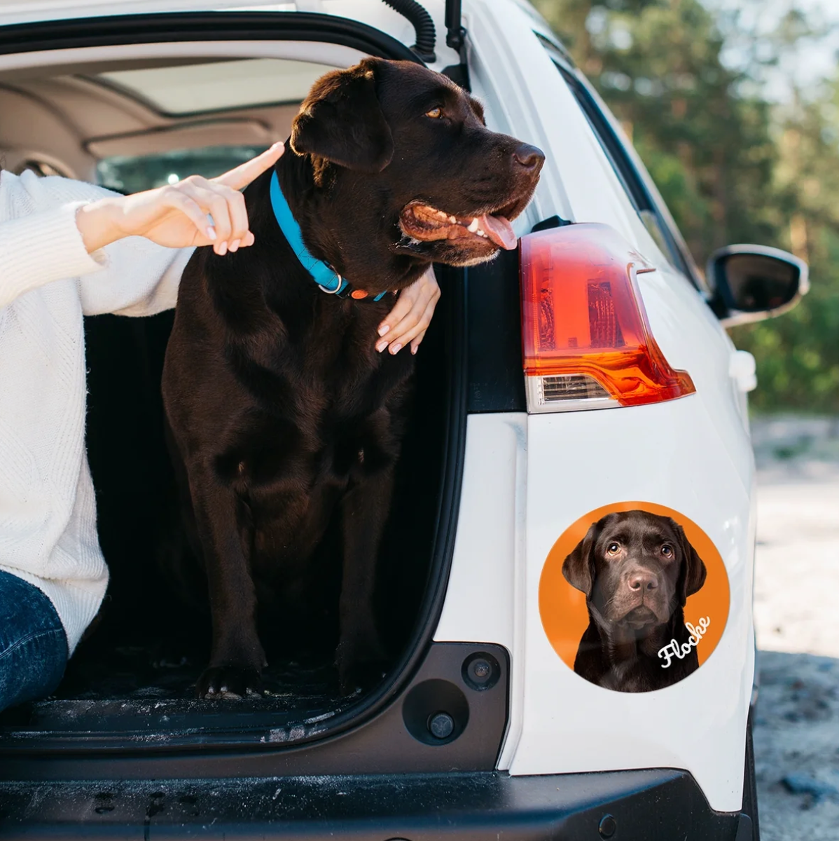 Autocollant de voiture personnalisé avec photo de chien sur un véhicule blanc. Chien assis dans le coffre.