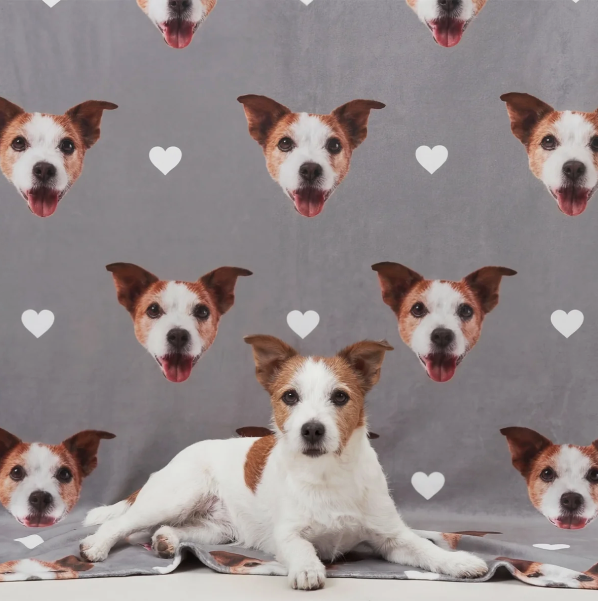 Couverture pour animal grise personnalisée avec têtes de chiens et cœurs, animal couché au premier plan.