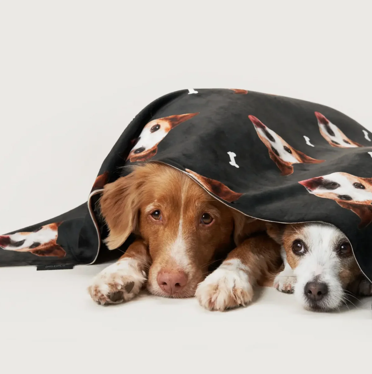 Deux chiens couchés sous une couverture personnalisée avec têtes d'animaux sur fond noir.